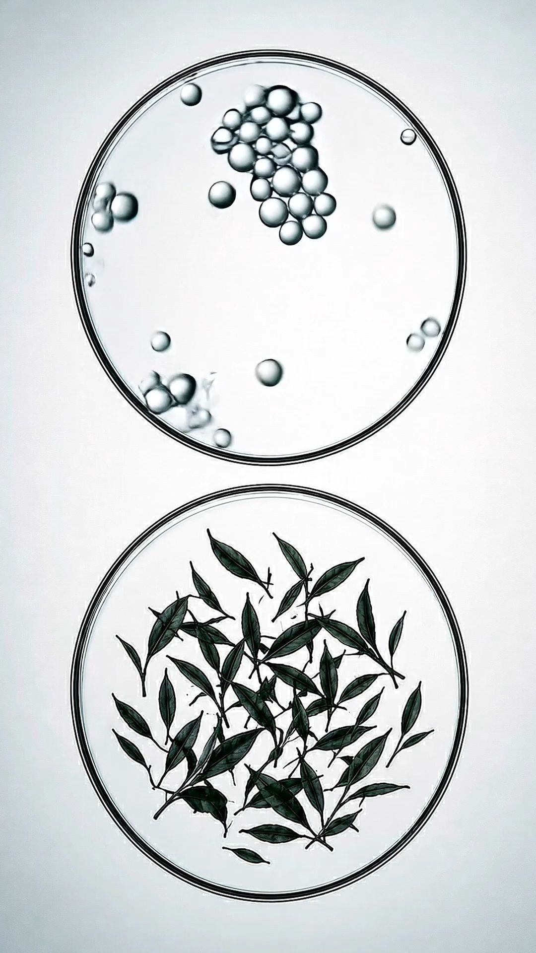 Fluid chrome object study
